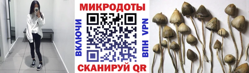 Псилоцибиновые грибы Psilocybine cubensis  Абдулино 